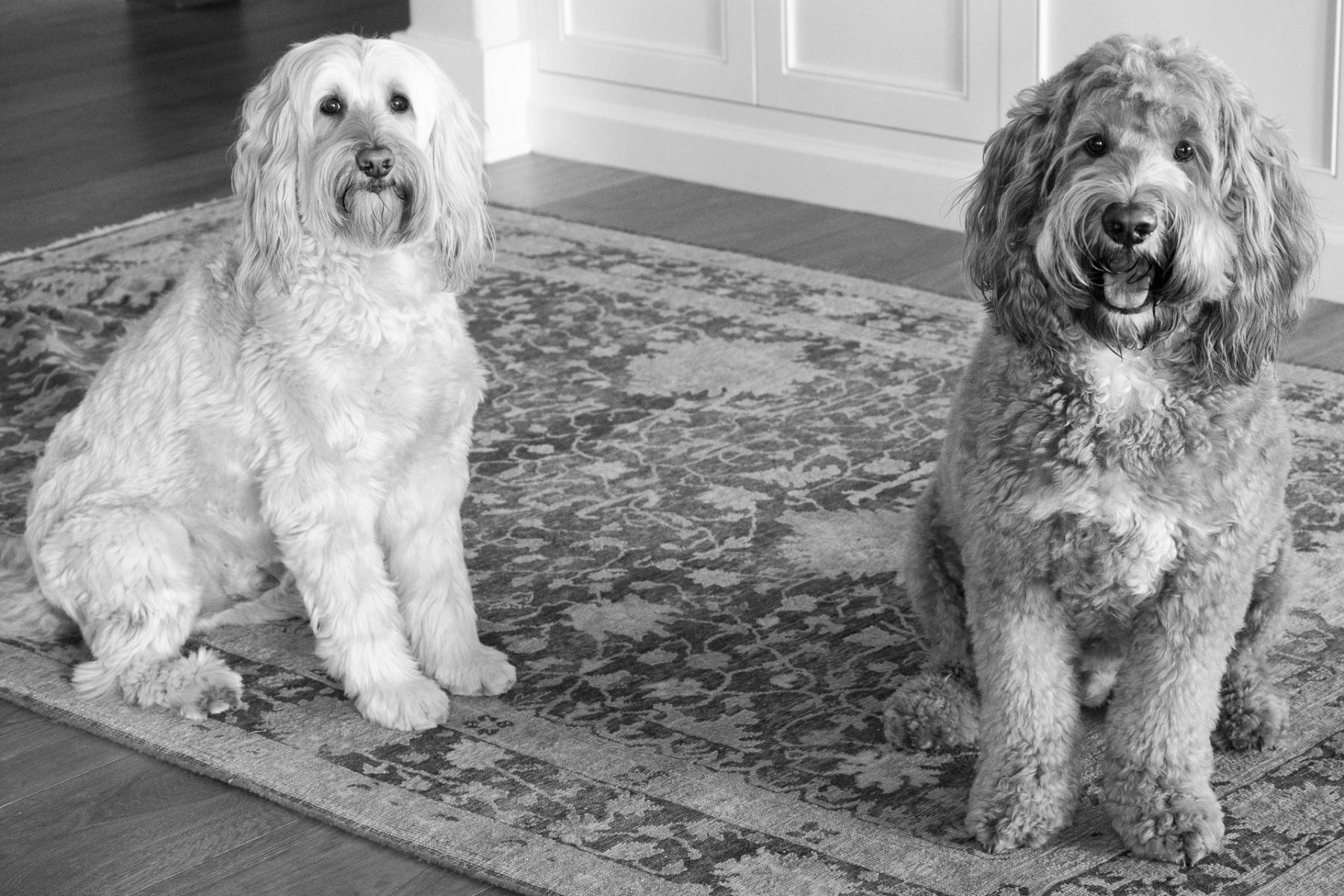 : Dog Psychology and Behavior : POSITIVE TOUCH DOG CARE | Bainbridge Island, WA