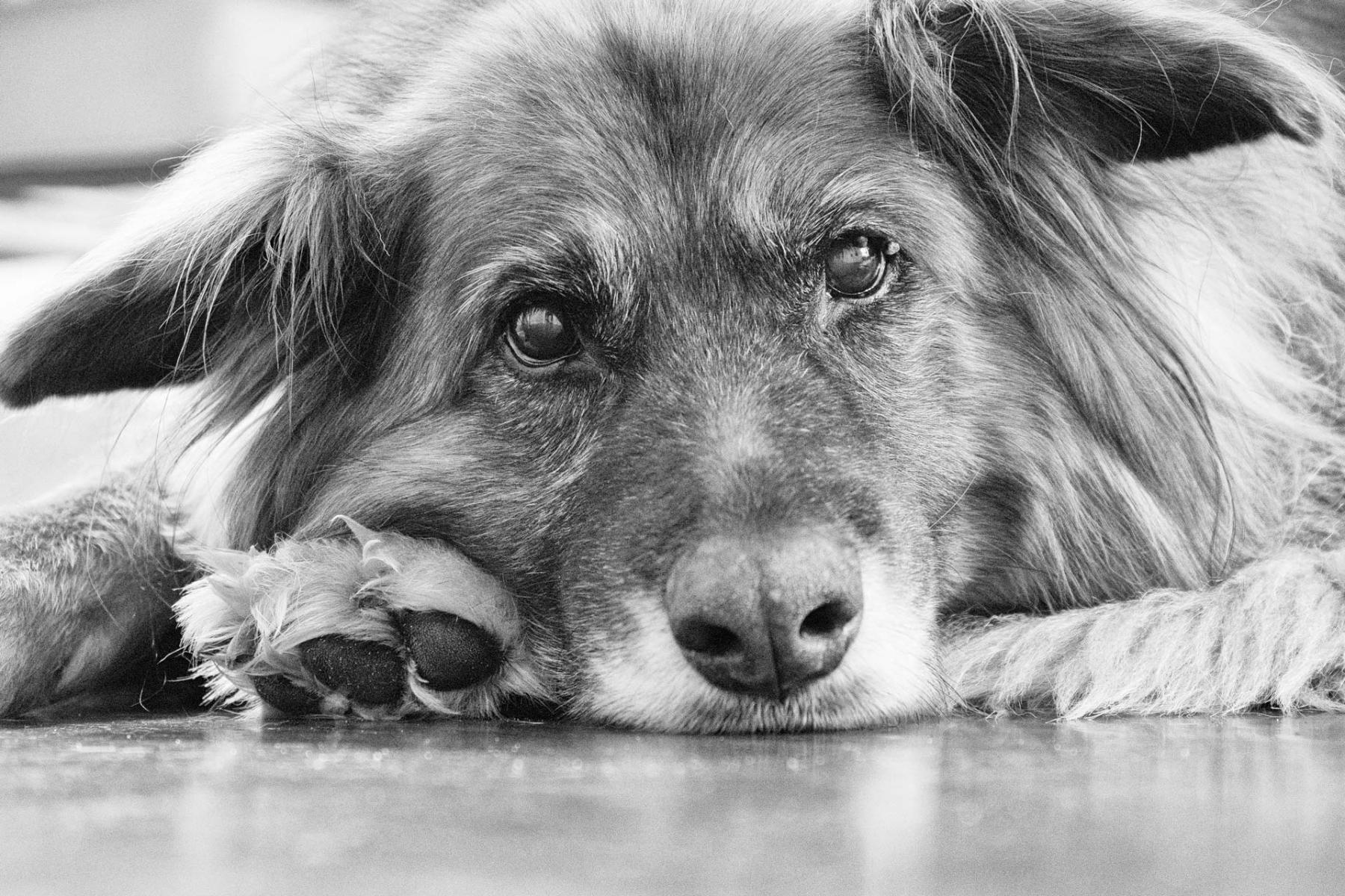 : Senior and End-of-Life Support : POSITIVE TOUCH DOG CARE | Bainbridge Island, WA