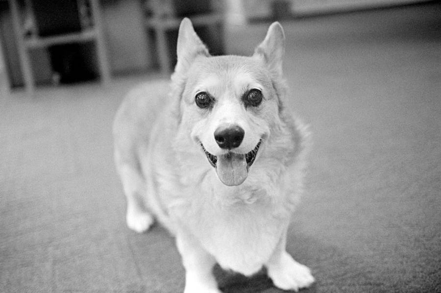 Energy bodywork session for dogs